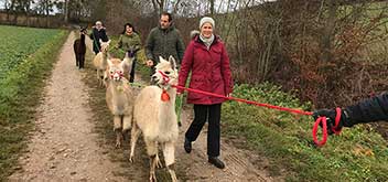 4 Personen führen während einer Alpakawanderung jeweils ein Alpaka an der Leine. Alle gehen in einer Reihe auf einem Feldweg in der Eifel.
