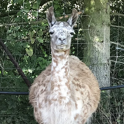 Unser Lama Giraffe steht auf der Wiese unseres Bio Obsthofs in Nideggen und schaut in die Kamera.